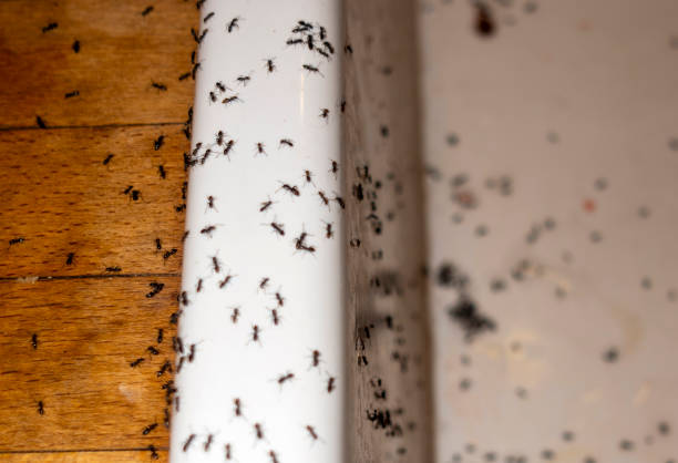 Best Residential Pest Control  in Calumet City, IL