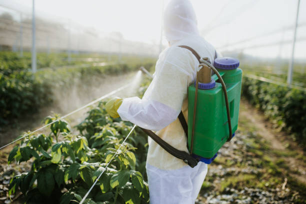Wasp Removal Services in Calumet City, IL